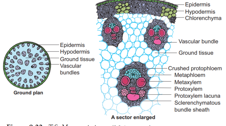 Epithelial Tissue Structure Types And Function With Diagram Free Biology Notes Rajus Biology