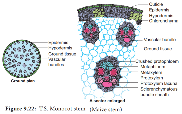 Internal Structure of Monocot Stem