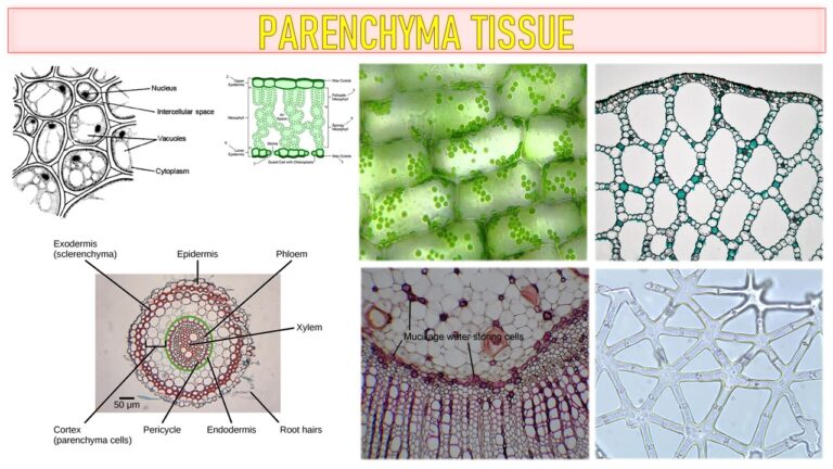 Parenchyma Tissue characteristics