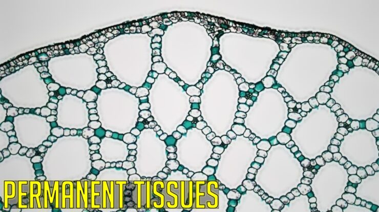 How Are Permanent Tissues Formed