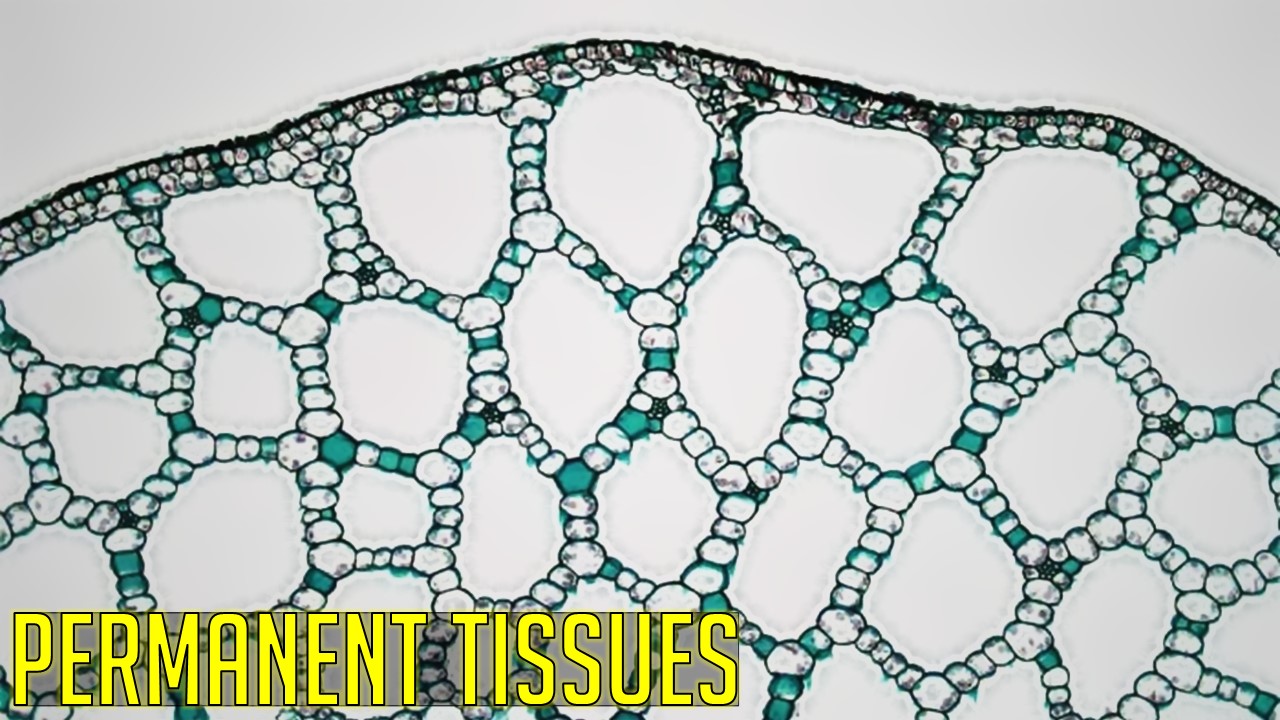 How Is Permanent Tissue Formed In Plants