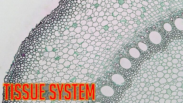 Plant Tissue System Notes