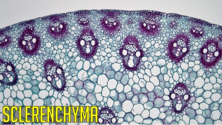 Sclerenchyma Tissue Characteristics