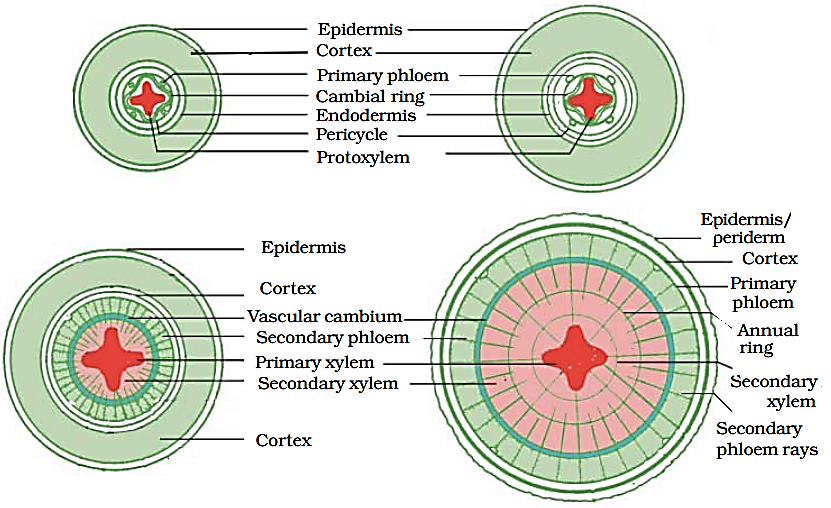 secondary-growth-in-dicot-stem-root-notes-free-biology-notes