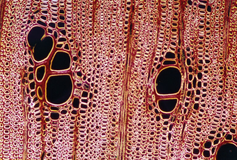 Xylem - Definition