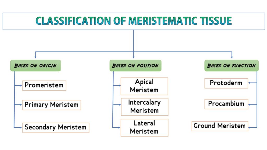 Classification Of Meristem Notes | Free Biology Study Material - Rajus ...