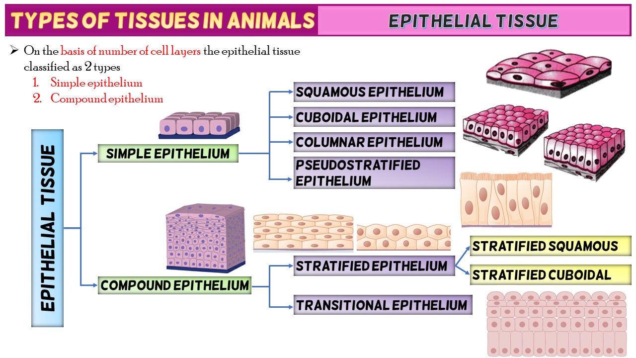 How Many Types Of Compound Epithelial Tissue