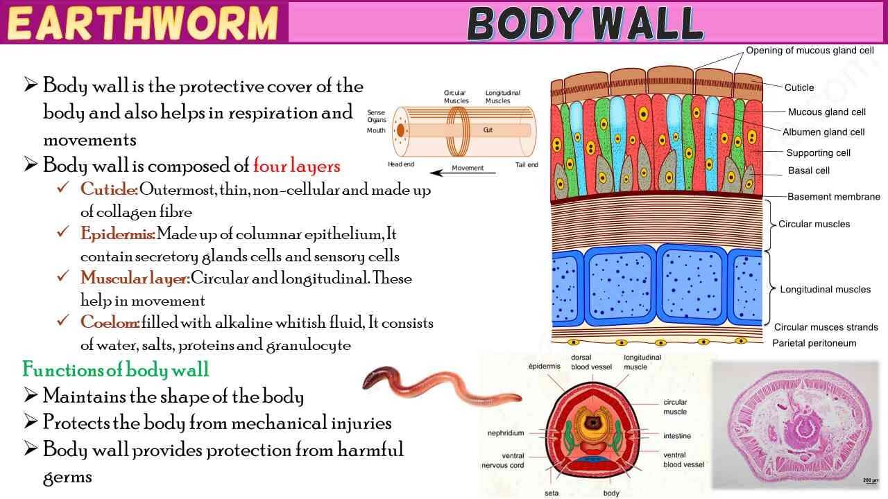Body Wall of Earthworm