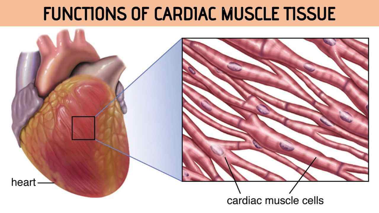 Cardiac Muscle Function