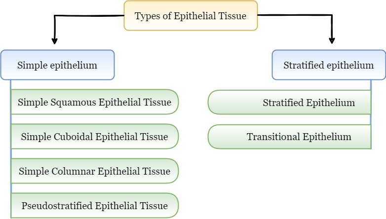 Types of Epithelial Tissue