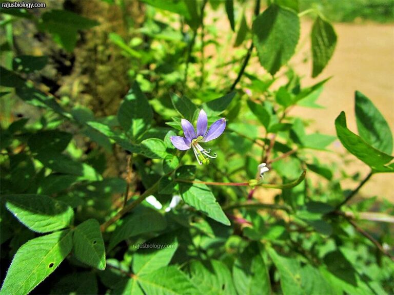 Cleome rutidosperma