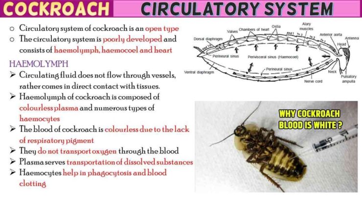 Cockroach Circulatory System Short Notes Rajus Biology