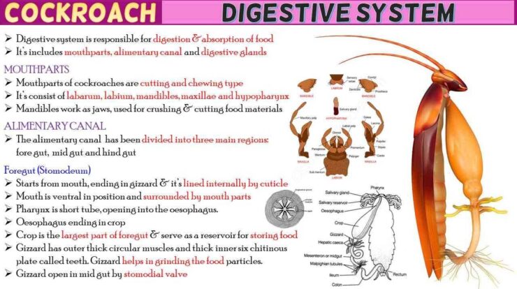 Cockroach Digestive System Short Notes