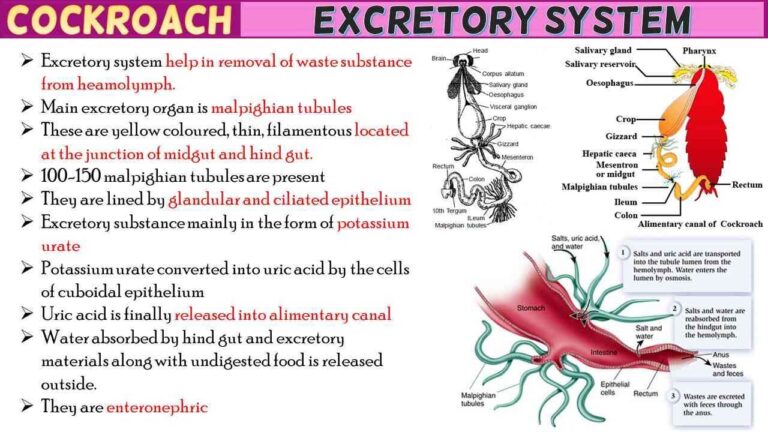 Cockroach Excretory System Short Notes