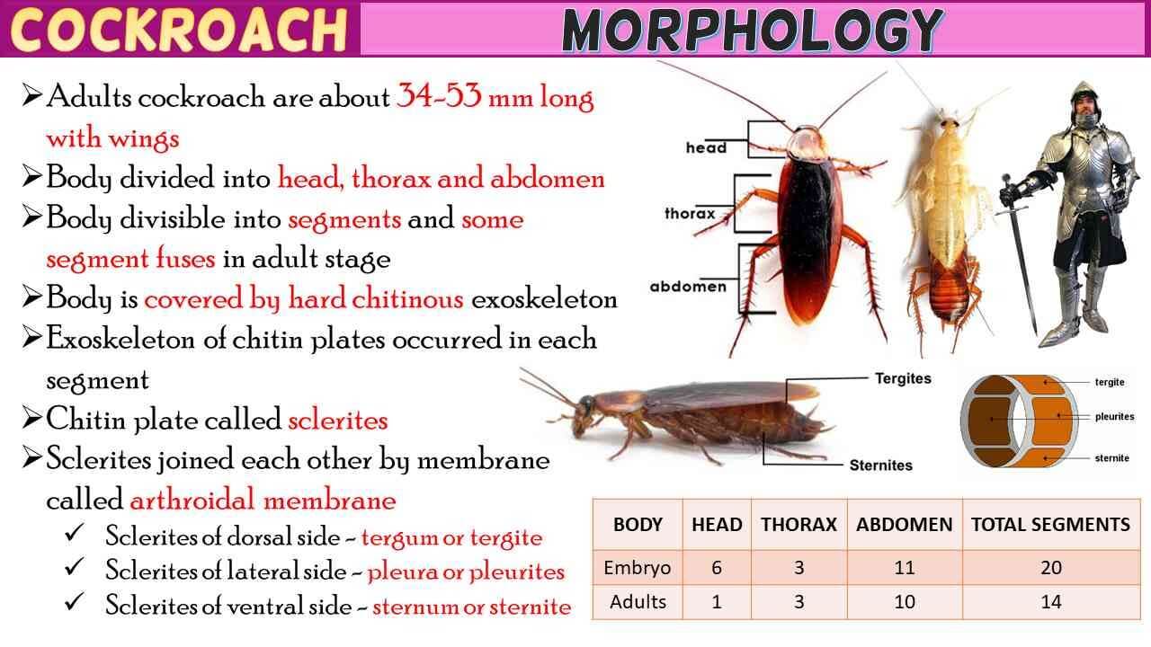 Cockroach Morphology