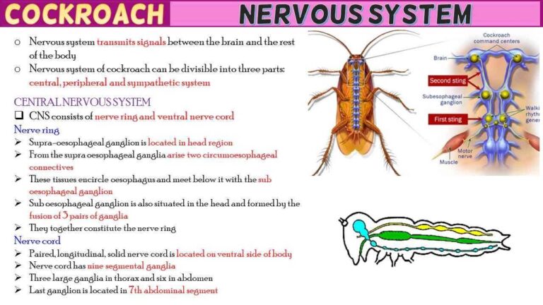 Cockroach Nervous System Short Notes - Rajus Biology