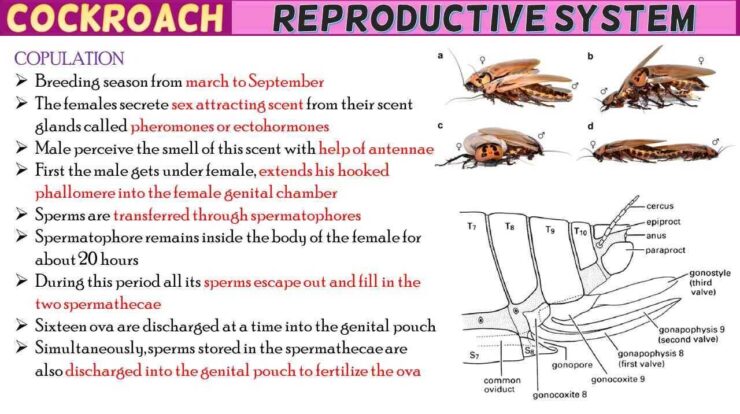 Cockroach Reproductive System Short Notes