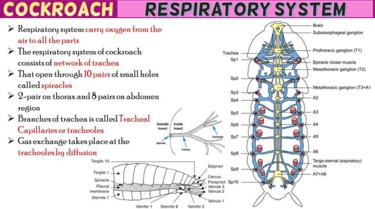 Cockroach Respiratory System Short Notes - Rajus Biology