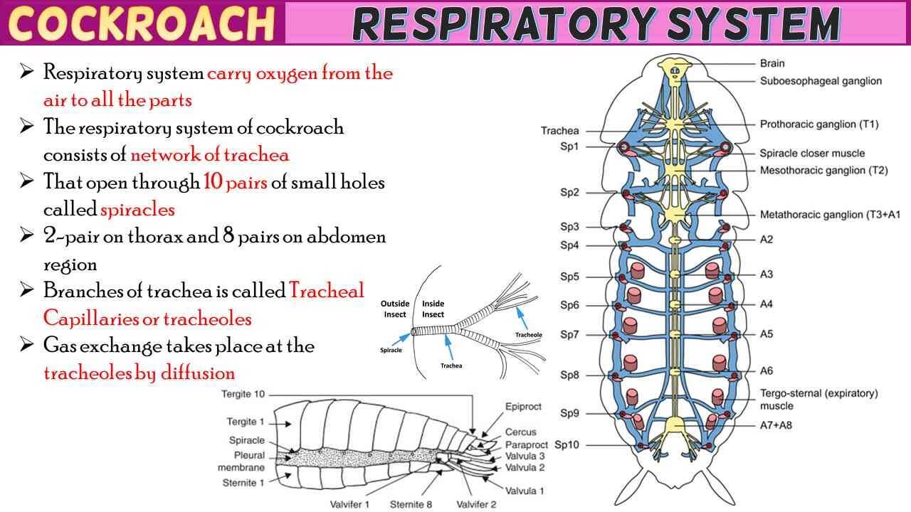 Cockroach Respiratory System Short Notes
