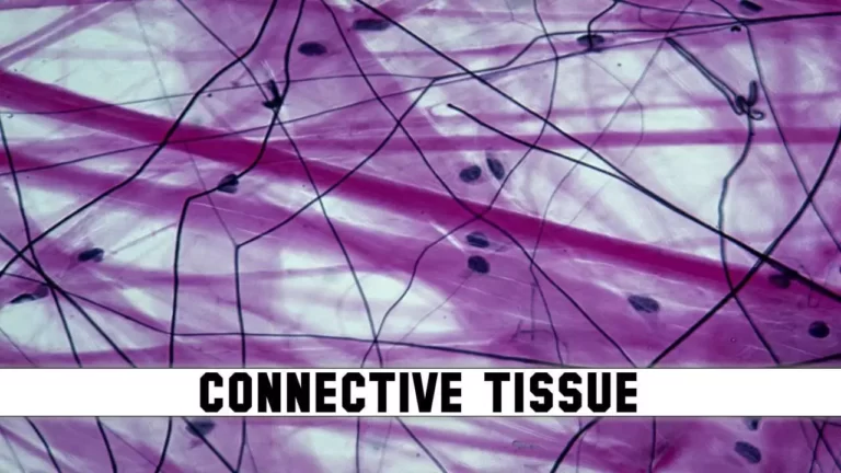 Connective tissue