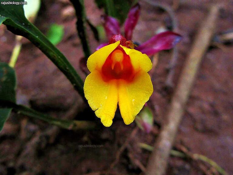 Curcuma pseudomontana flowers