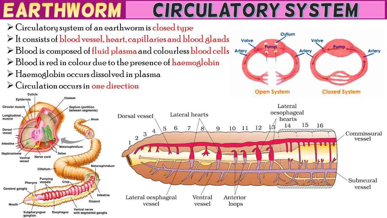 Earthworm Circulatory System
