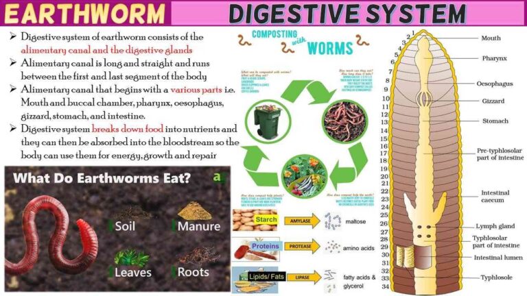 Earthworm Digestive System