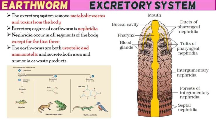 Earthworm Excretory System Short Notes