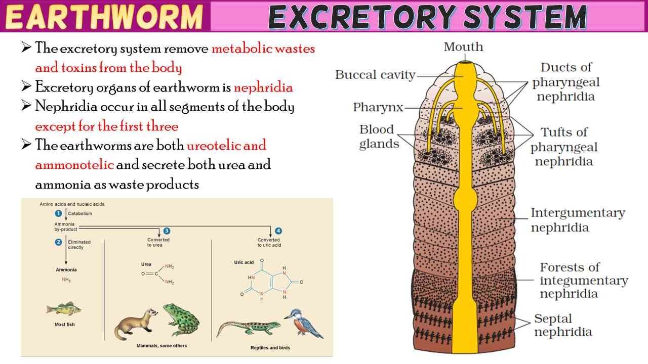 earthworm-excretory-system-short-notes-rajus-biology