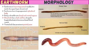 Earthworm Morphology