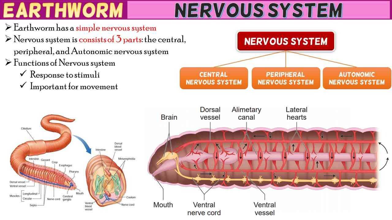 Earthworm Nervous System