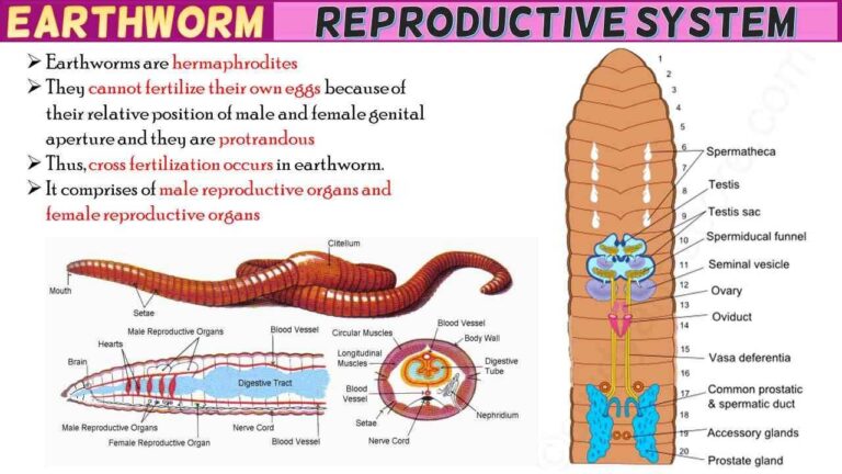 Earthworm Reproductive System Short Notes