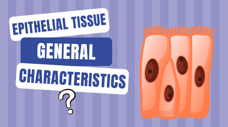 Epithelial Tissue Characteristics