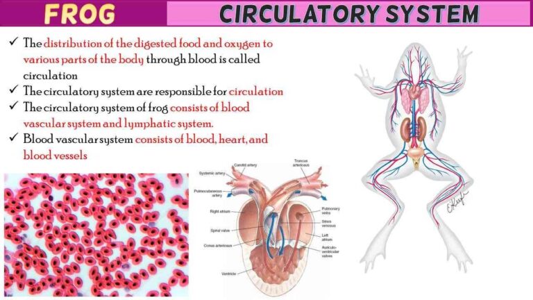 Frog Circulatory System Short Notes