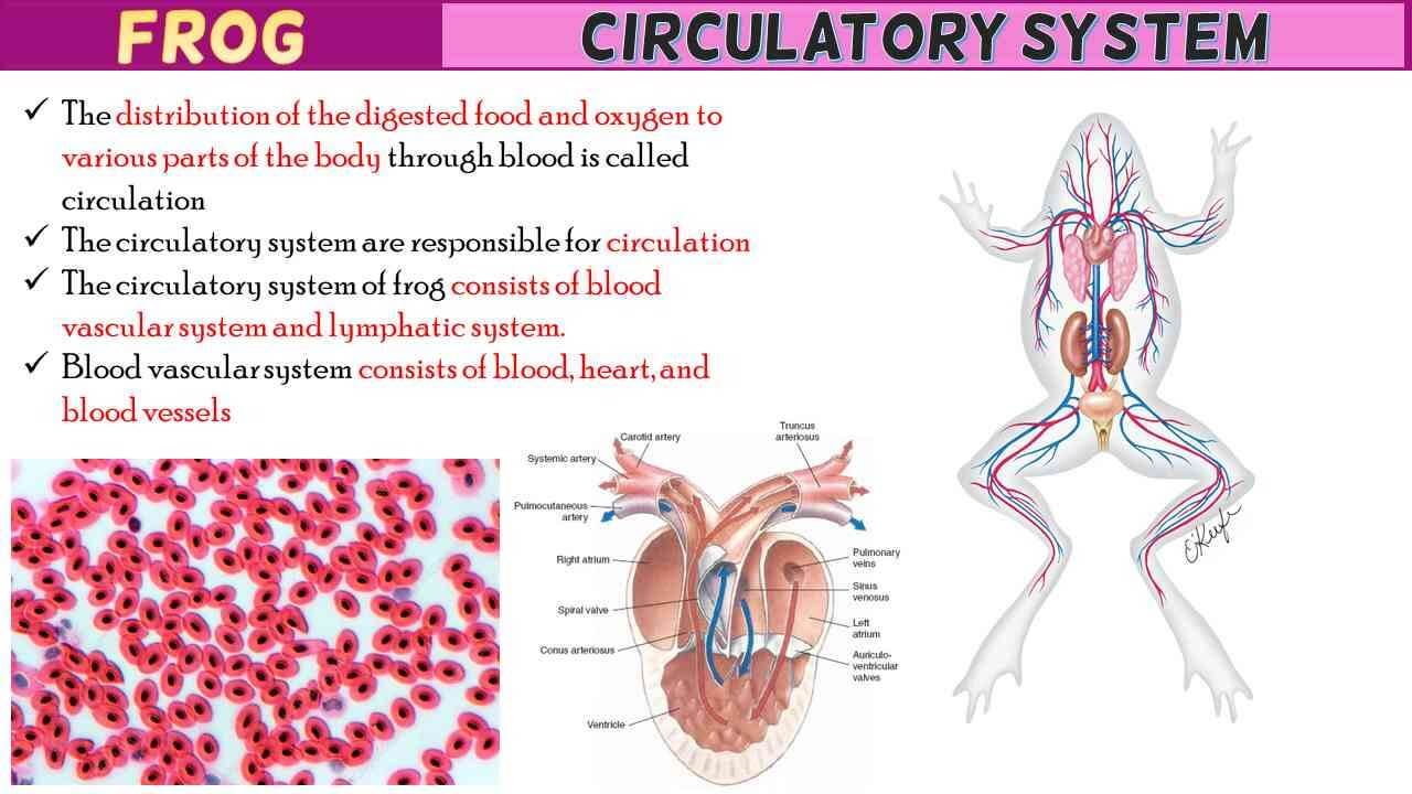 Frog Circulatory System Short Notes