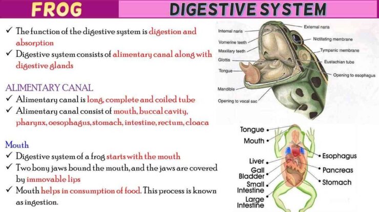 Frog Digestive System Short Notes