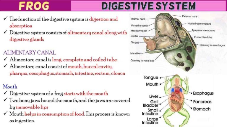 Frog Digestive System Short Notes