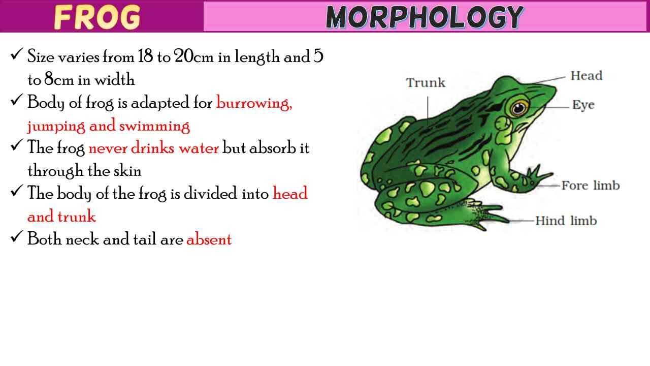 Frog Morphology Short Notes Free Biology Notes Rajus Biology