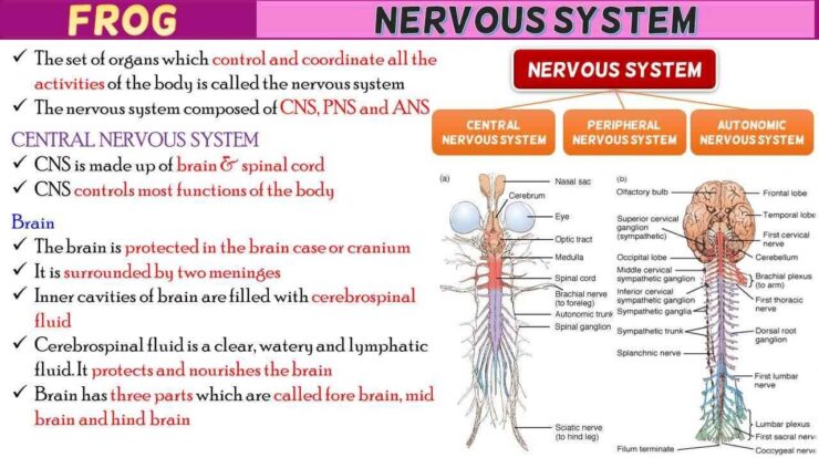 Frog Nervous System Short Notes | Free Biology Notes - Rajus Biology