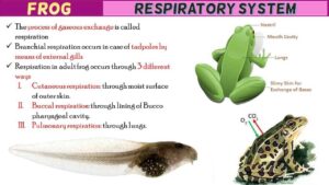 Frog Respiratory System Short Notes | Free Biology Notes - Rajus Biology