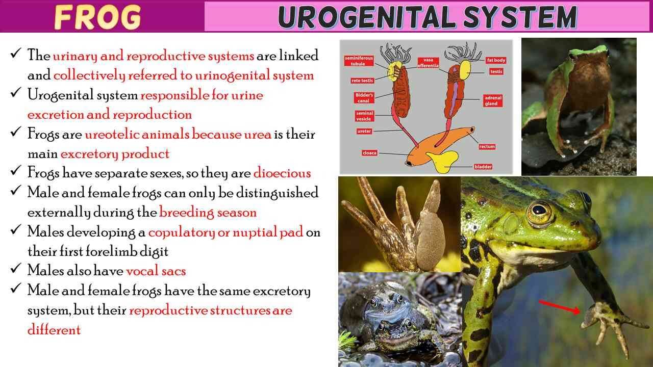 Frog Urogenital System