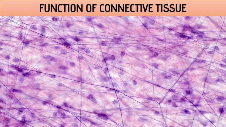 Function of Connective Tissue