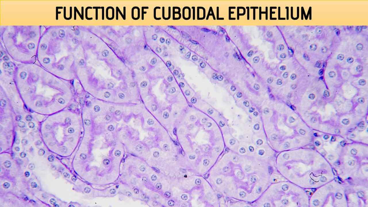 Function of Cuboidal Epithelium