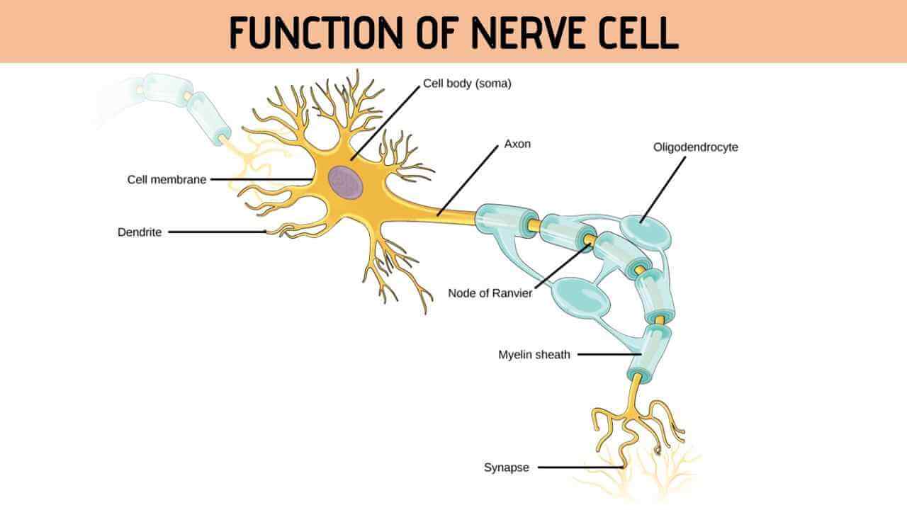 Function of Nerve Cell