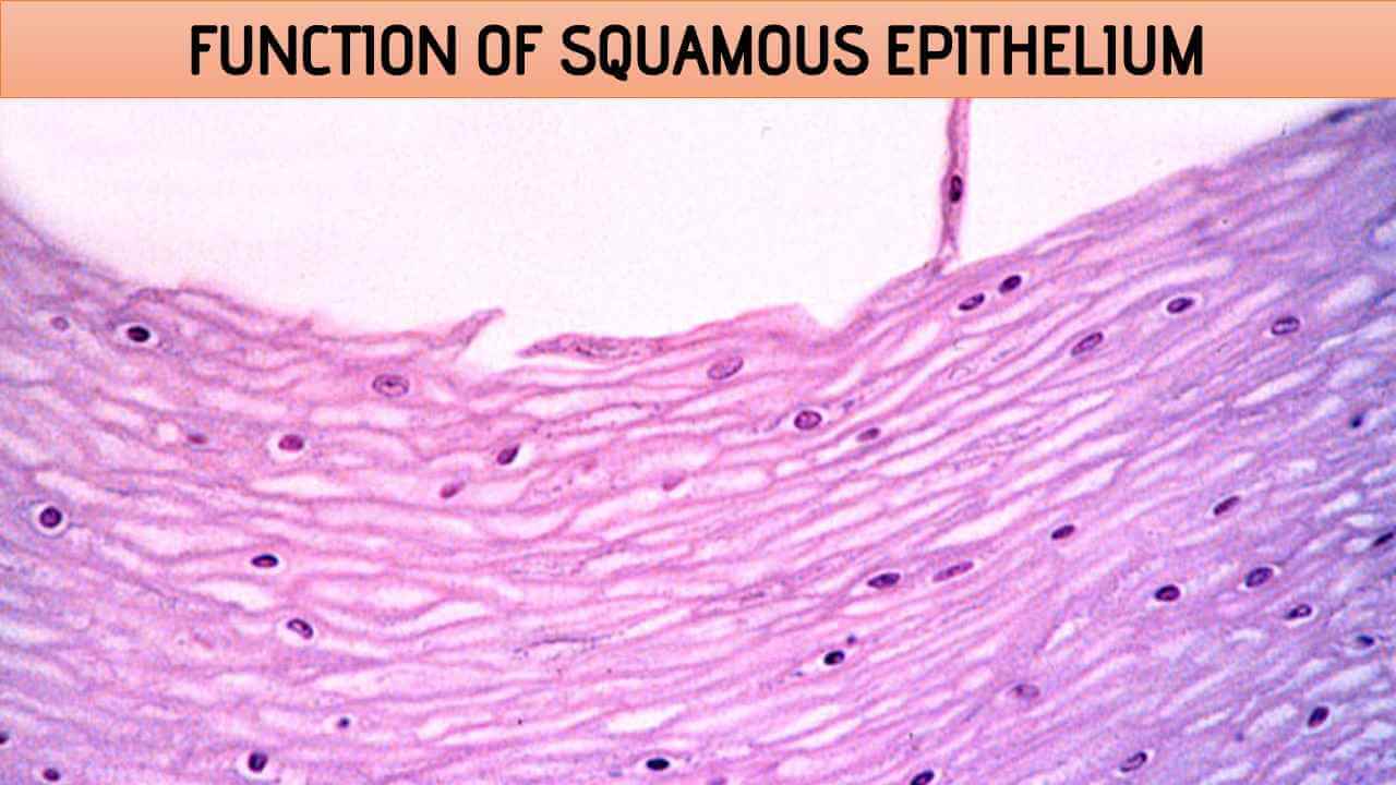 Function of Squamous Epithelium