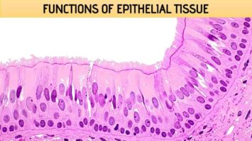 Functions of Epithelial Tissue - Rajus Biology