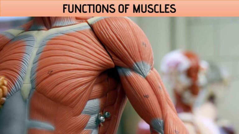 Functions of Muscles