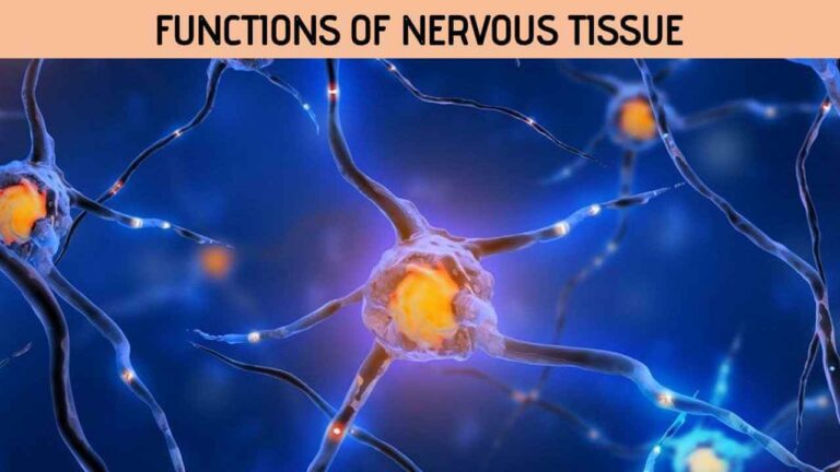 Functions of Nervous Tissue