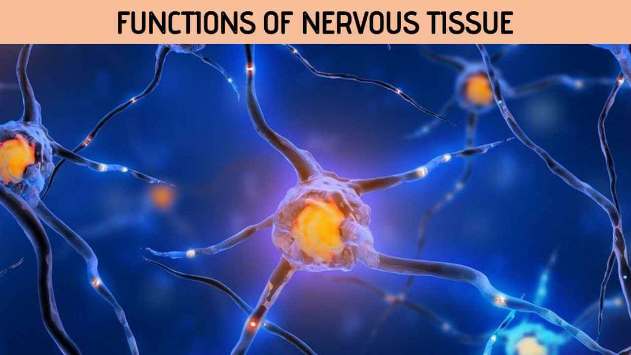 Functions of Nervous Tissue - Rajus Biology