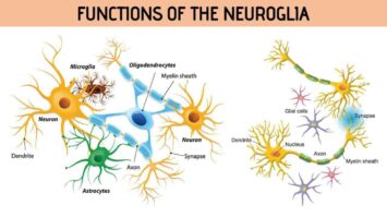 Functions Of The Neuroglia - Rajus Biology